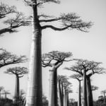 L’allée-des-baobabs,-verticale,-n°2
