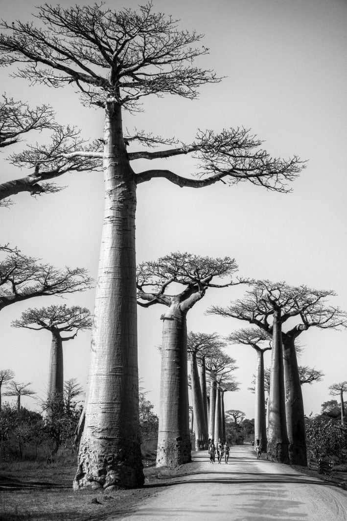 Lallee-des-baobabs-verticale-n°2 L’allée-des-baobabs,-verticale,-n°2