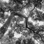 Série-Arbres-Vanille-sauvage-Pierrot-Men-Galerie-21