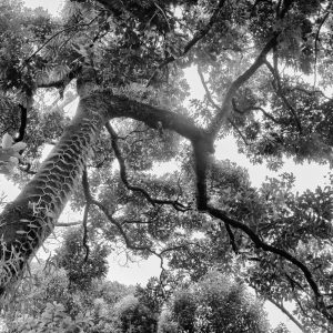 Série-Arbres-Vanille-sauvage-Pierrot-Men-Galerie-21