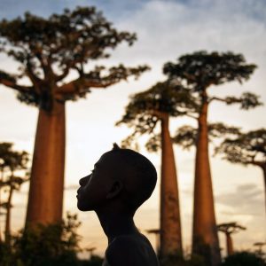 Série-Baobabs-Au-pied-des-géants--Pierrot-Men-Galerie-21