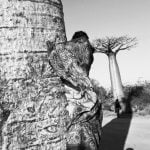 Série-Baobabs-Camouflage--Pierrot-Men-Galerie-21
