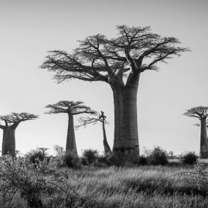 Série-Baobabs-Sur-la-branche--Pierrot-Men-Galerie-21
