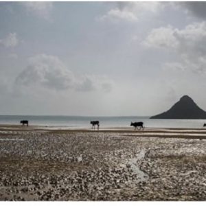 Série Sacré l'îlot des ancêtres galerie 21